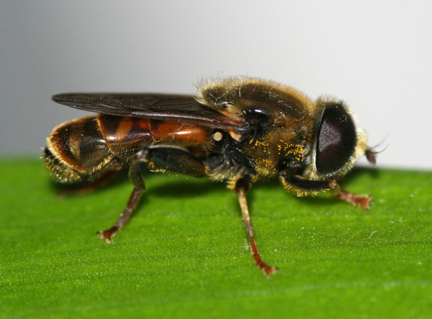 Merodon sp.